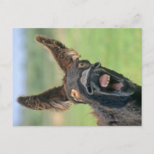 Poitou-Riesen-Esel, Poitou-Esel, Briefkaart