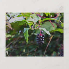 Pokeweed Berries Briefkaart