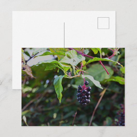 Pokeweed Berries Briefkaart (Voorkant / Achterkant)