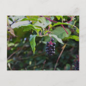 Pokeweed Berries Briefkaart (Voorkant)