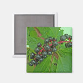 Pokeweed Berries Magnet (Voorkant / Achterkant)