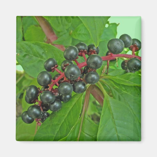 Pokeweed Berries Magnet (Voorkant)