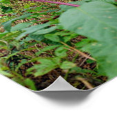 Pokeweed Poster (Hoek)