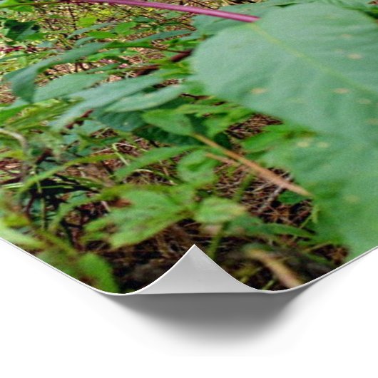 Pokeweed Poster (Hoek)