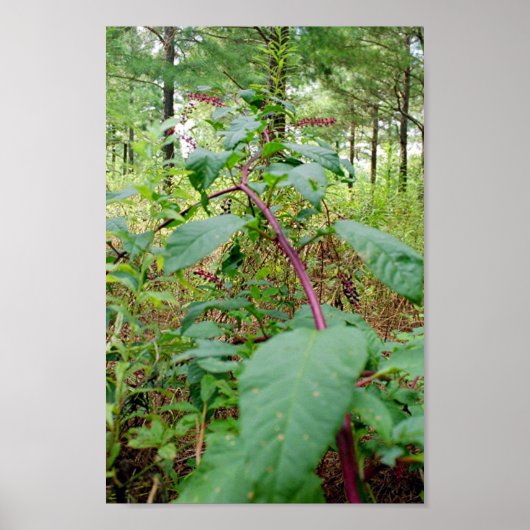 Pokeweed Poster (Voorkant)