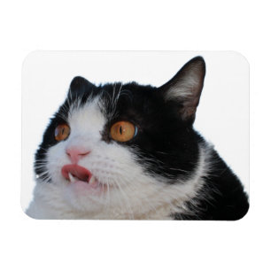 Pokey Magnet Magneet