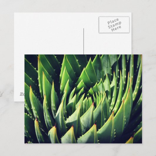 Pokey Succulent Briefkaart (Voorkant / Achterkant)