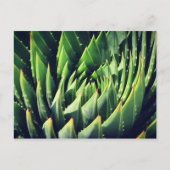 Pokey Succulent Briefkaart (Voorkant)