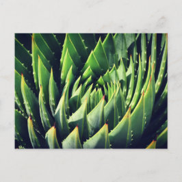 Pokey Succulent Briefkaart