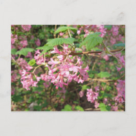 Pokey's Roze in de Park Ansichtkaart Briefkaart