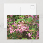 Pokey's Roze in het Park Briefkaart (Voorkant / Achterkant)