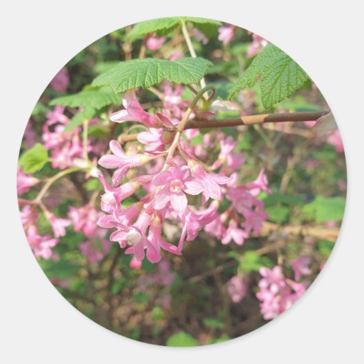 Pokey's Roze in het Park Ronde Sticker (Voorkant)