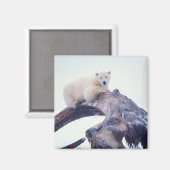 Polair beer bovenop een schaakbeen van de kauwwalv magneet (Voorkant / Achterkant)