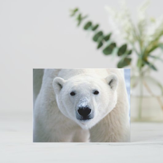 polair beer briefkaart (Staand voorkant)