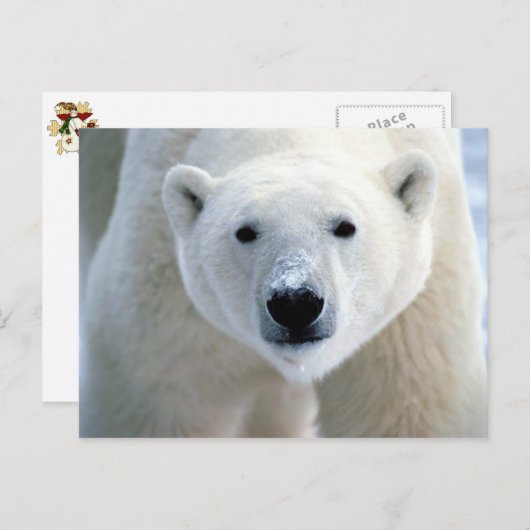 polair beer briefkaart (Voorkant / Achterkant)