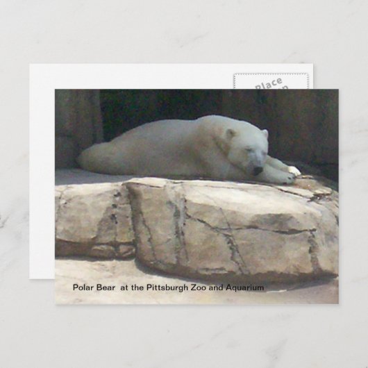 Polair Beer Briefkaart (Voorkant / Achterkant)