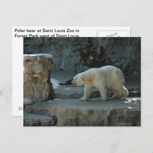 Polair Beer Briefkaart (Voorkant / Achterkant)