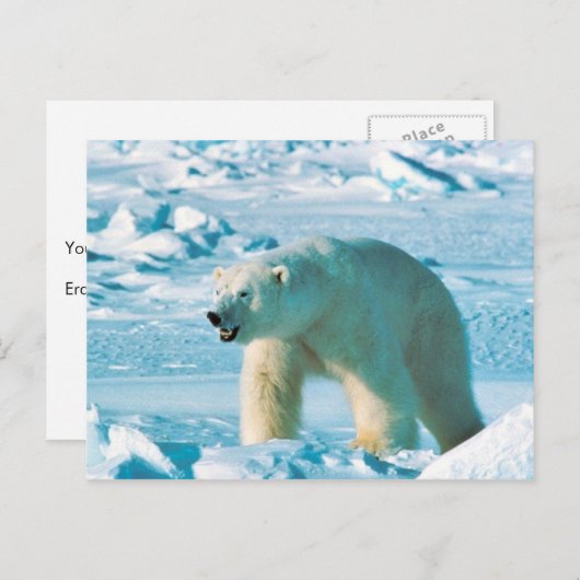 Polair Beer Briefkaart (Voorkant / Achterkant)