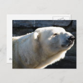 Polair Beer Briefkaart (Voorkant / Achterkant)