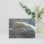 Polair Beer Briefkaart (Staand voorkant)