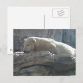 Polair Beer Briefkaart (Voorkant / Achterkant)