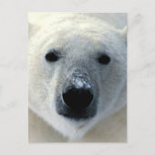 Polair Beer Briefkaart (Voorkant)