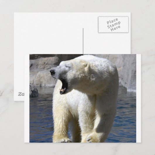 Polair Beer Briefkaart (Voorkant / Achterkant)