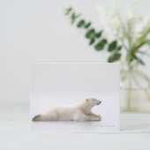 Polair Beer dat op een ijsmeer ligt Briefkaart (Staand voorkant)