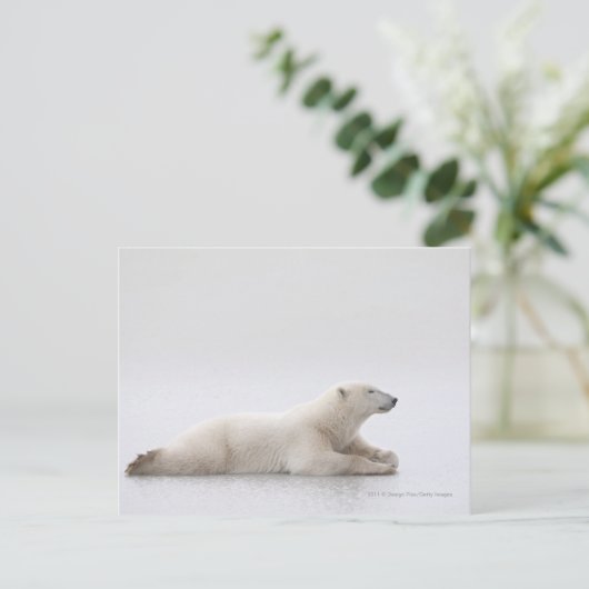 Polair Beer dat op een ijsmeer ligt Briefkaart (Staand voorkant)