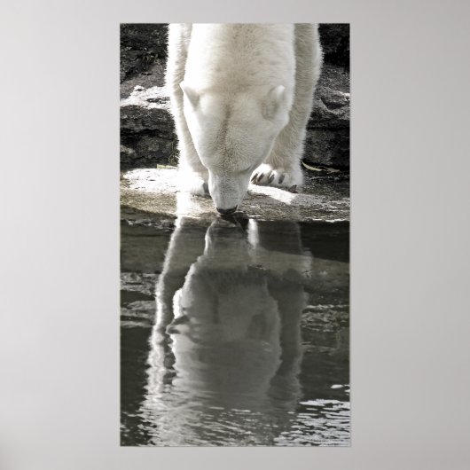 Polair Beer, deel zwart en wit (7) Poster (Voorkant)