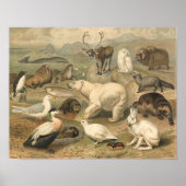 Polair Beer en Arctic Animal Friends  Poster (Voorkant)