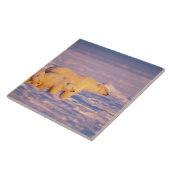 Polair beer, gezaaid met bronkokken op bevroren tegeltje (Zijkant)