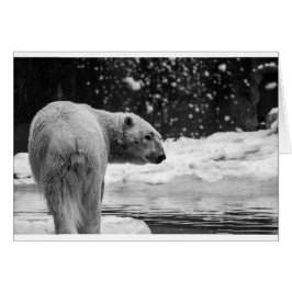 Polair Beer in de sneeuw