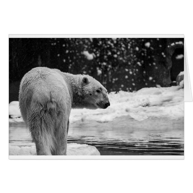Polair Beer in de sneeuw (Voorkant Horizontaal)