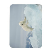 Polair beer in de zomer magneet (Verticaal)