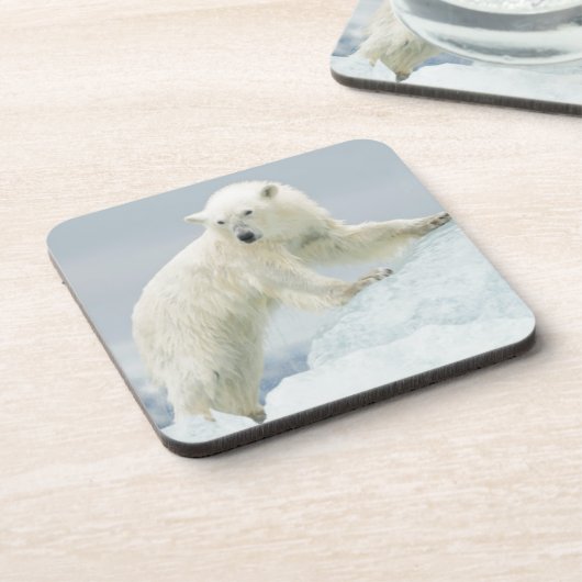 Polair beer in de zomer onderzetter (Linkerzijde)