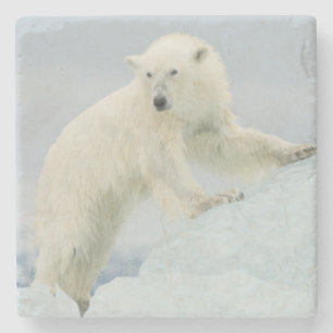 Polair beer in de zomer stenen onderzetter