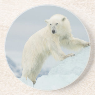 Polair beer in de zomer zandsteen onderzetter