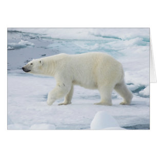 Polair beer lopen, Noorwegen