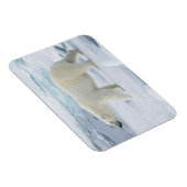 Polair beer lopen, Noorwegen Magneet (Rechterzijde)