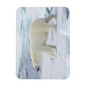 Polair beer lopen, Noorwegen Magneet (Verticaal)