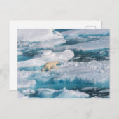 Polair Beer op het Zee Briefkaart (Voorkant / Achterkant)