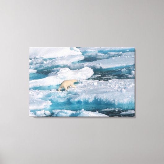 Polair Beer op het Zee Canvas Afdruk (Voorkant)