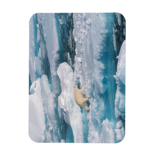 Polair Beer op het Zee Magneet (Verticaal)