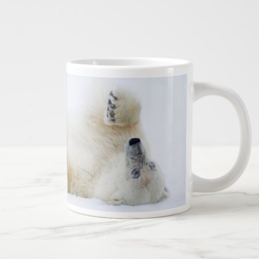 Polair beer rolt in sneeuw, Noorwegen Grote Koffiekop (Rechts)