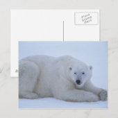 Polair Beer rust op sneeuw Briefkaart (Voorkant / Achterkant)