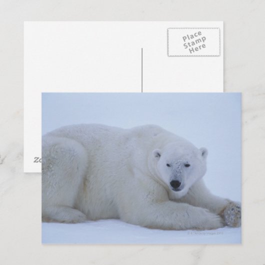 Polair Beer rust op sneeuw Briefkaart (Voorkant / Achterkant)