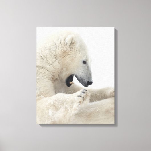 Polair beer strijdt met een ander beer canvas afdruk (Voorkant)