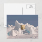 polair beer, Ursus maritimus, in ruw ijs Briefkaart (Voorkant / Achterkant)