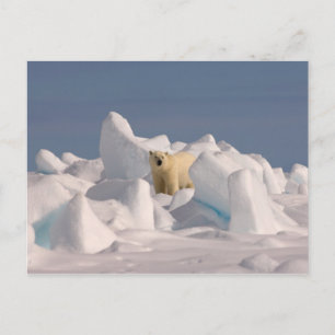 polair beer, Ursus maritimus, in ruw ijs Briefkaart